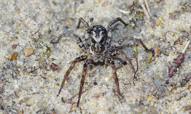 Photograph: Mike Waite/Surrey Wildlife Trust/PA